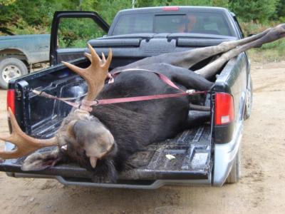 Moose in Flo's Truck